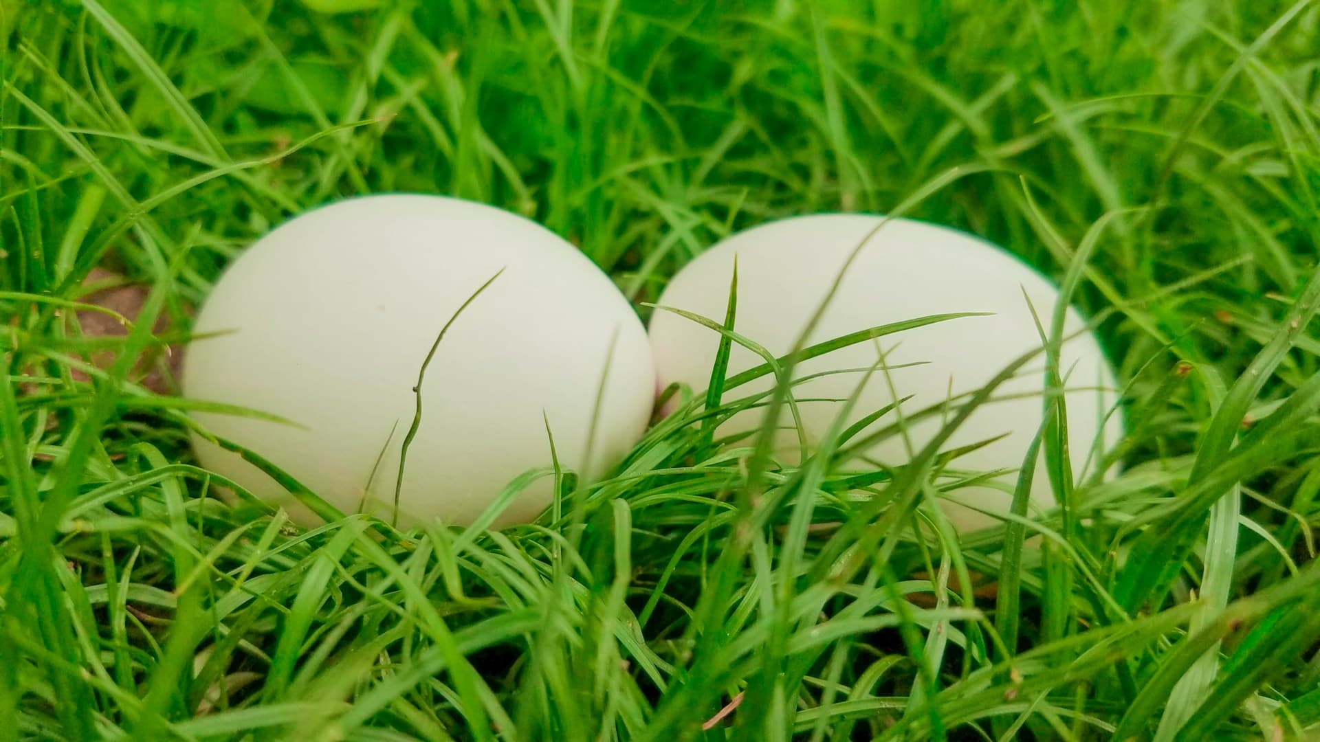 boiled eggs