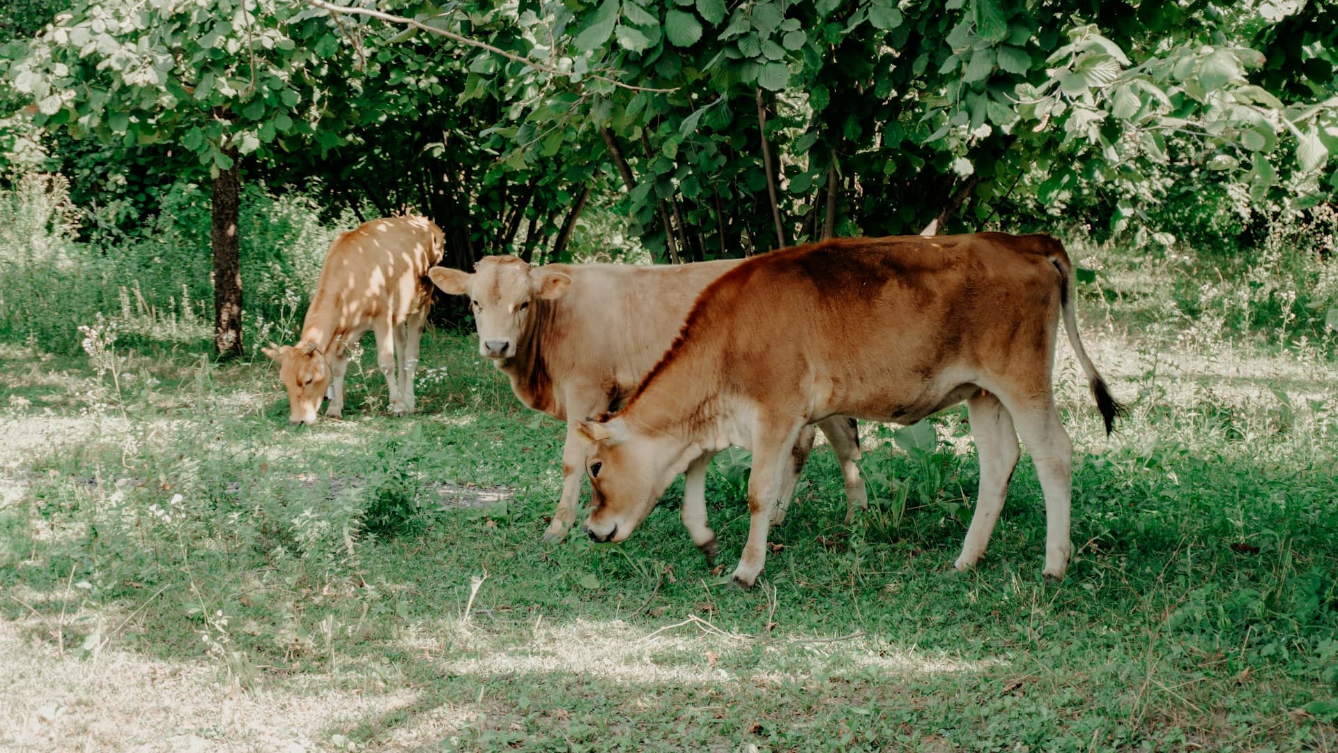 dairy sensitivity