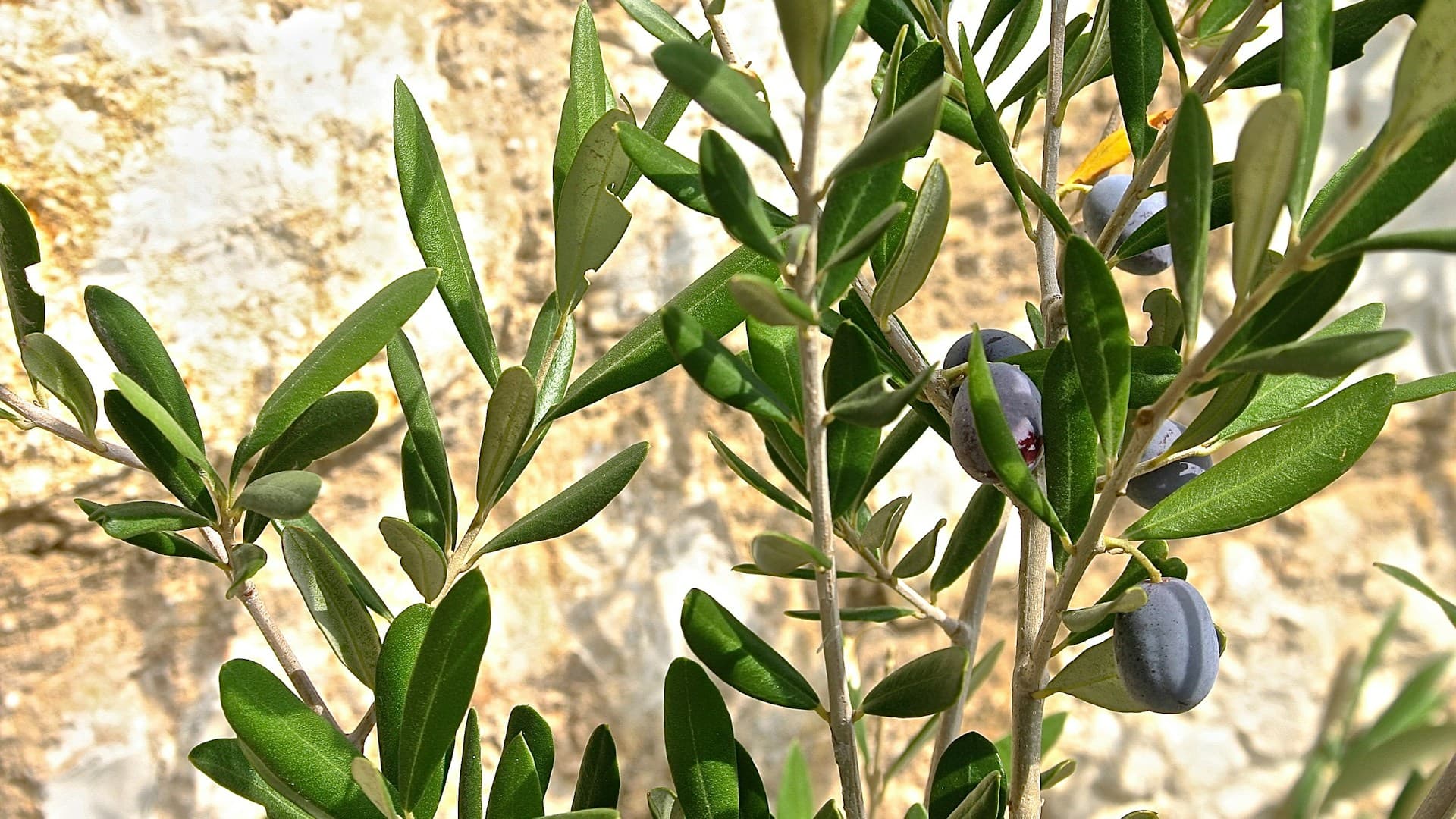 olive fish