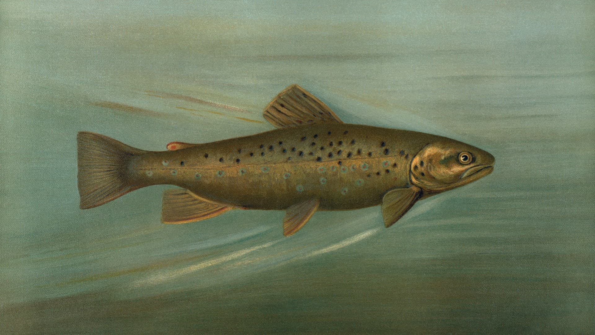 salmon plate